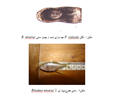 اولین گزارش از آلودگی ماهی مخرج لوله ایRhodeus amarus  به انگل دیژن Posthodiplostomum cuticola در تالاب انزلی